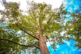 How Our Tree Care Process Works  in  Avon, IN