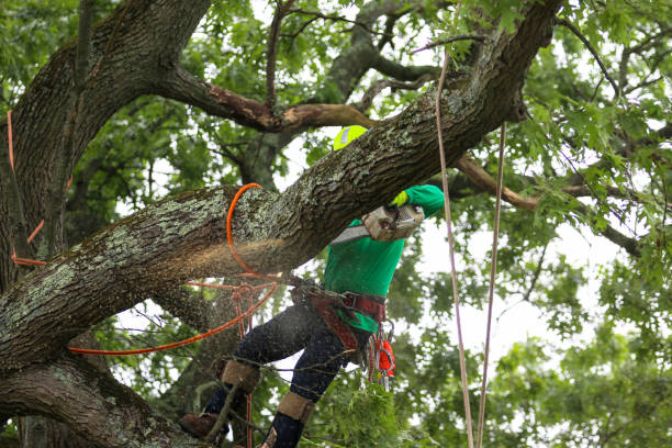 Avon, IN Tree Services Company